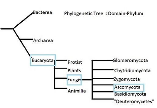 Classification & Taxonomy - AP Biology portfolio